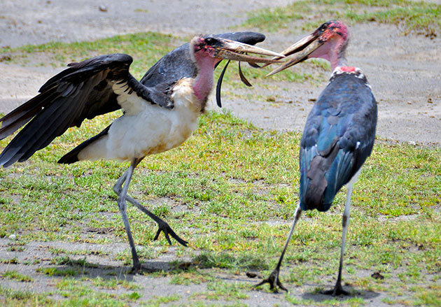 Африканский марабу – фото, описание, ареал, питание, размножение, враги