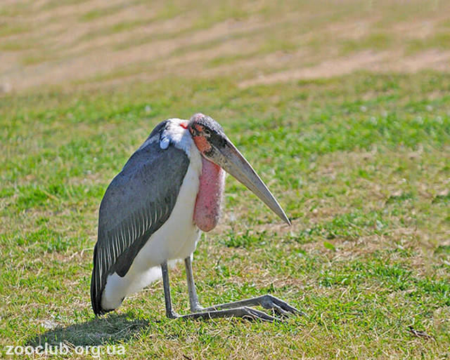 Африканский марабу – фото, описание, ареал, питание, размножение, враги