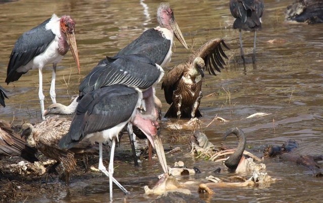Африканский марабу – фото, описание, ареал, питание, размножение, враги