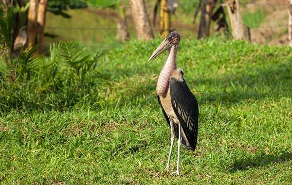 Африканский марабу – фото, описание, ареал, питание, размножение, враги