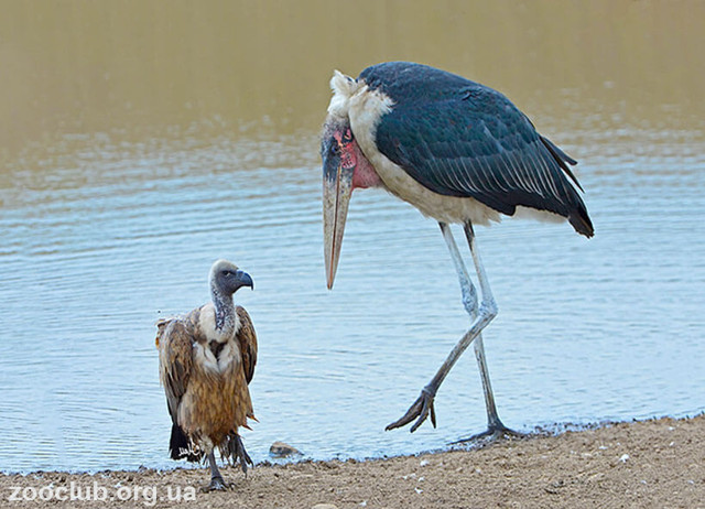 Африканский марабу – фото, описание, ареал, питание, размножение, враги