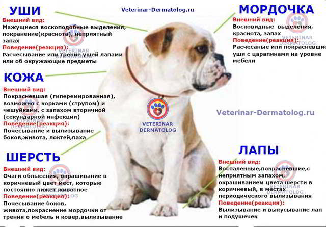 Аллергия у собак: виды, симптомы, лечение, профилактика