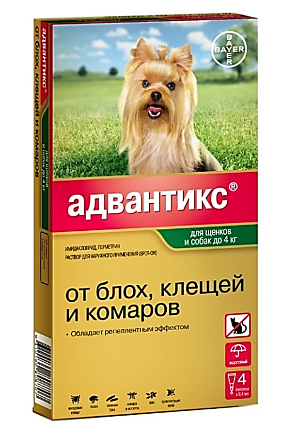 Аллергия у собак: виды, симптомы, лечение, профилактика