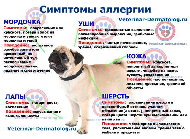 Аллергия у собак: виды, симптомы, лечение, профилактика