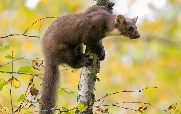 Американская куница – фото, описание, ареал, рацион, враги, популяция