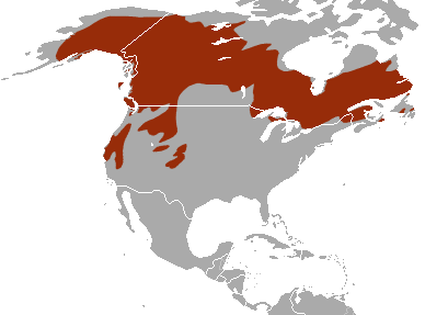 Американская куница – фото, описание, ареал, рацион, враги, популяция