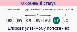 Американский клювач – фото, описание, ареал, питание, размножение, враги