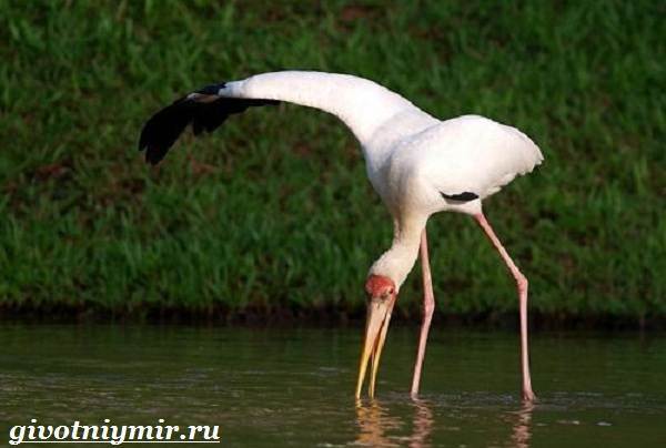 Американский клювач – фото, описание, ареал, питание, размножение, враги