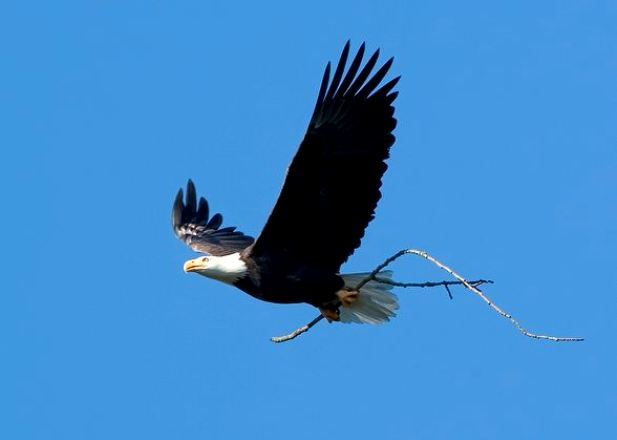 Американский клювач – фото, описание, ареал, питание, размножение, враги