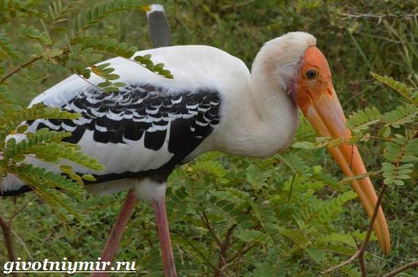 Американский клювач – фото, описание, ареал, питание, размножение, враги