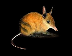 Бандикут – фото, описание, ареал, питание, враги, популяция