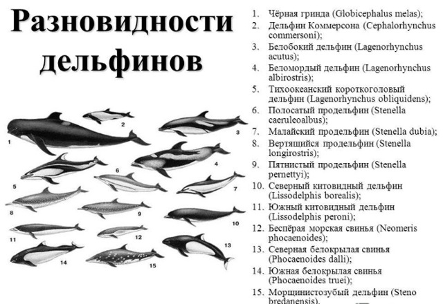 Беломордый дельфин – фото, описание, ареал, рацион, враги, популяция