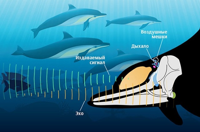 Беломордый дельфин – фото, описание, ареал, рацион, враги, популяция