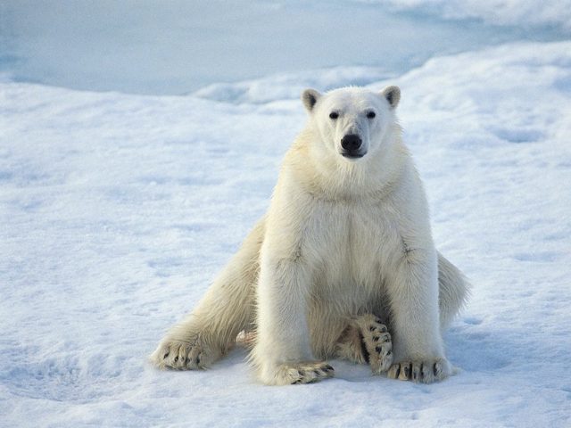 Белый медведь – фото, описание, ареал обитания, питание, размножение
