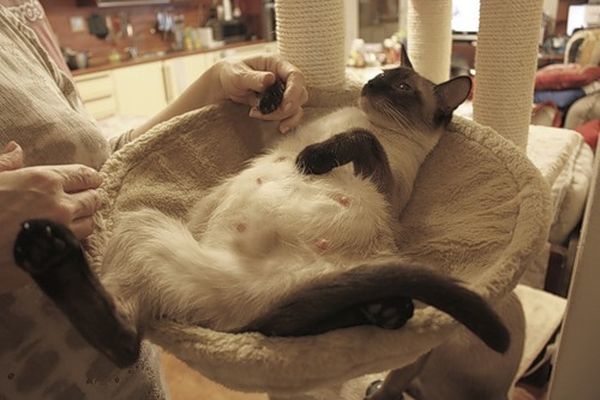 Беременность у кошки – признаки, длительность, принятие родов