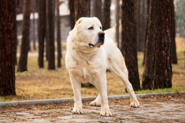 Бойцовские породы собак – рейтинг лучших пород