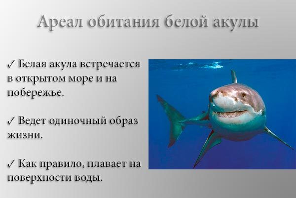 Большая белая акула – фото, описание, ареал обитания, питание, враги