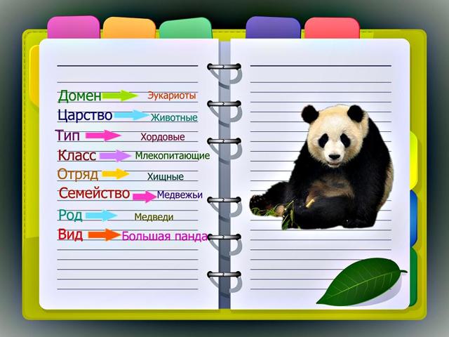 Большая панда - фото, описание, ареал, рацион, враги, популяция