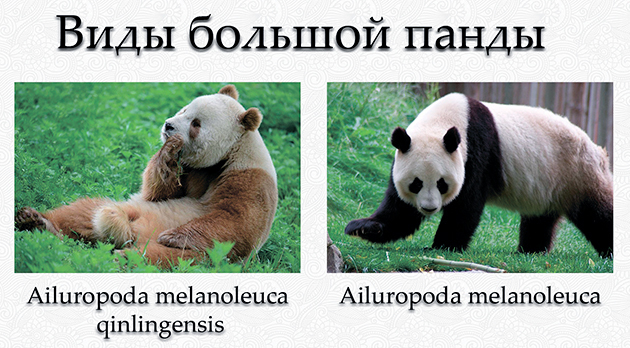 Большая панда - фото, описание, ареал, рацион, враги, популяция