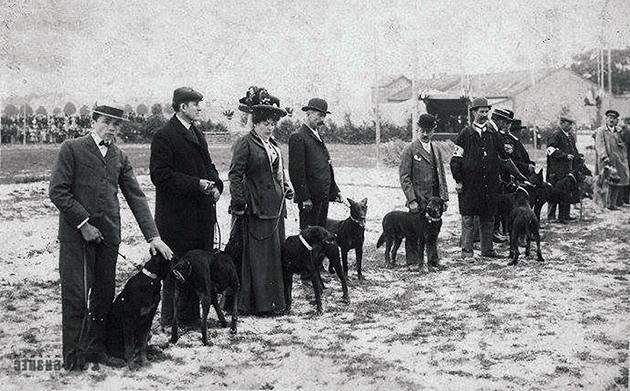 Босерон: фото, описание, характер, содержание, отзывы