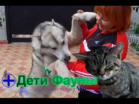 Бравекто для собак – назначение, инструкция, противопоказания, отзывы
