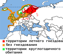 Чайки – фото, описание, ареал, рацион, враги, популяция