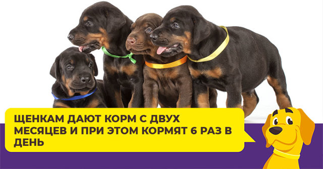 Чем кормить добермана – правильный рацион, рекомендации
