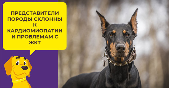 Чем кормить добермана – правильный рацион, рекомендации