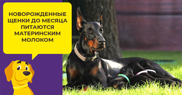 Чем кормить добермана – правильный рацион, рекомендации