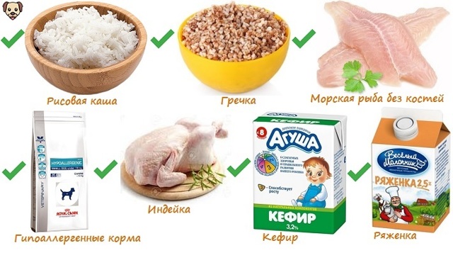Чем кормить французского бульдога – правильный рацион, рекомендации
