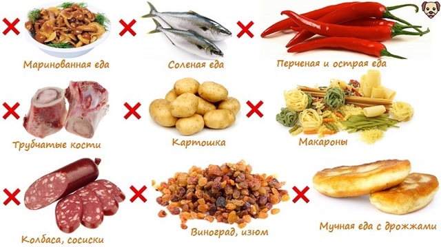 Чем кормить французского бульдога – правильный рацион, рекомендации