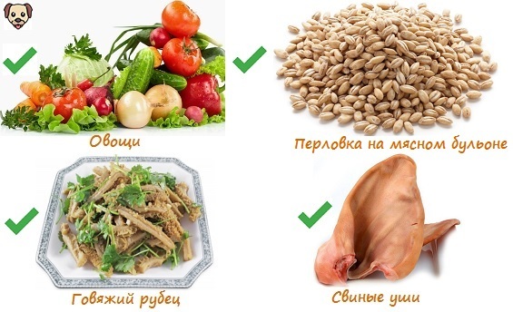 Чем кормить французского бульдога – правильный рацион, рекомендации