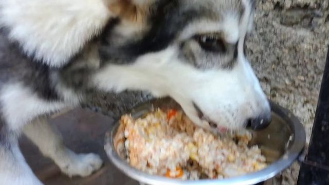 Чем кормить хаски – правильный рацион, рекомендации