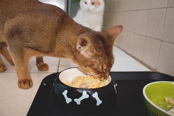 Чем кормить кормящую кошку – правильное питание, рекомендации