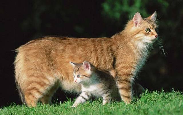 Чем кормить кормящую кошку – правильное питание, рекомендации