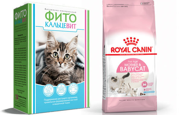 Чем кормить кормящую кошку – правильное питание, рекомендации