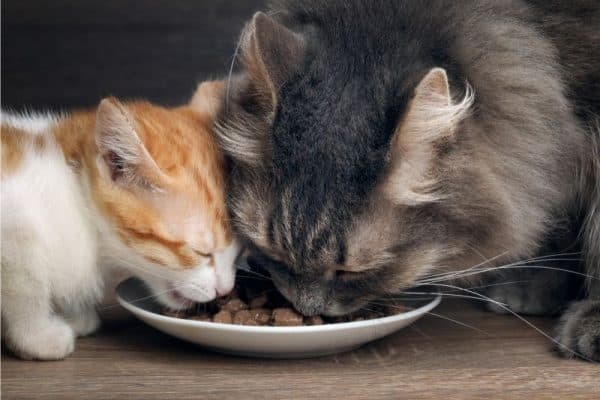 Чем кормить кормящую кошку – правильное питание, рекомендации