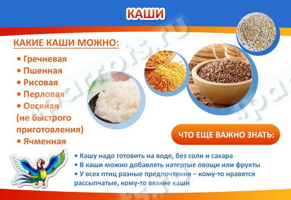 Чем кормить попугая – правильный рацион, рекомендации