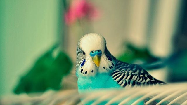 Чем кормить попугая – правильный рацион, рекомендации