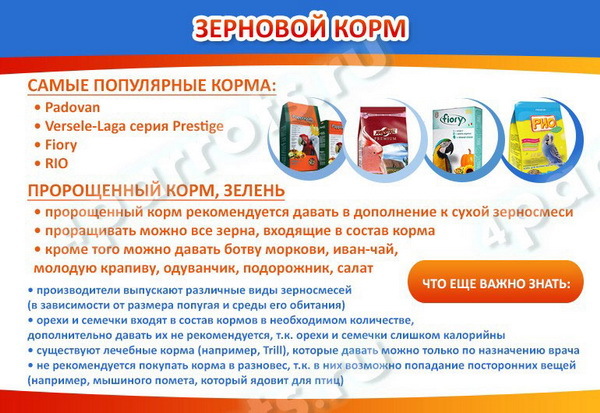 Чем кормить попугая – правильный рацион, рекомендации