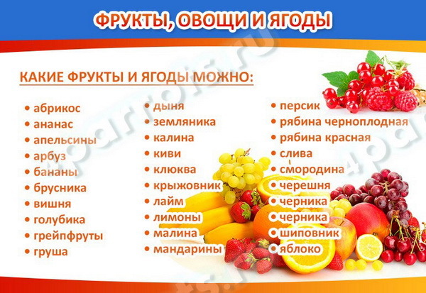 Чем кормить попугая – правильный рацион, рекомендации