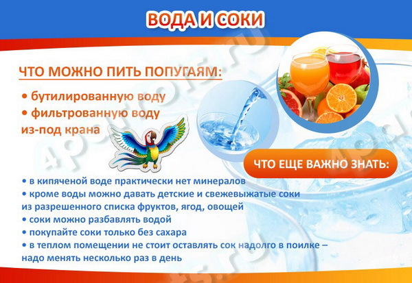 Чем кормить попугая – правильный рацион, рекомендации