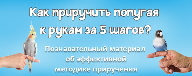 Чем кормить попугая – правильный рацион, рекомендации