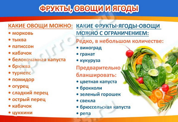 Чем кормить попугая – правильный рацион, рекомендации