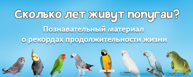 Чем кормить попугая – правильный рацион, рекомендации