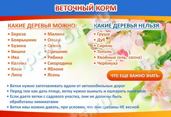 Чем кормить попугая – правильный рацион, рекомендации