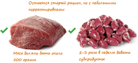 Чем кормить ротвейлера – правильный рацион, рекомендации