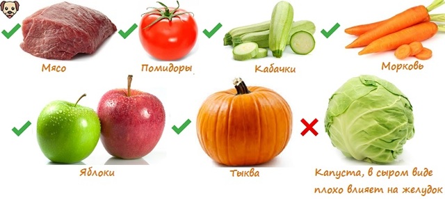Чем кормить ротвейлера – правильный рацион, рекомендации