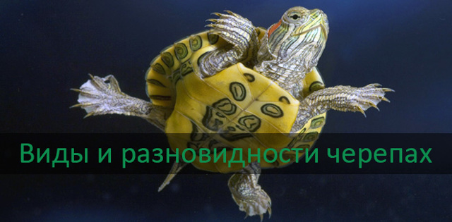 Черепахи – фото, описание, виды, ареал, рацион, враги