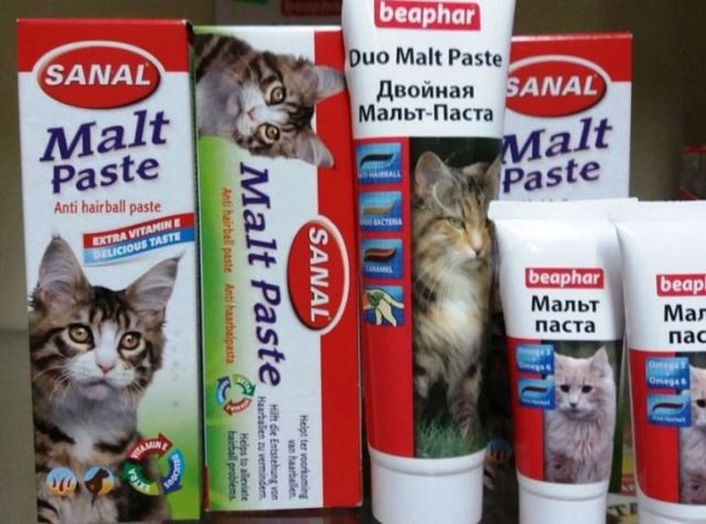 Чистка зубов кошки – советы и рекомендации